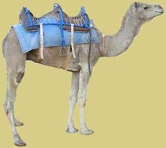 Camel husbandry a paddock/yard environment is ideal for displaying the exhibit should be open to the sunlight with shaded areas provided throughout all daylight hours. Ap World Modern Unit 2 4 2 6 Flashcards Quizlet