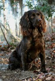 Pin By Andrew On Woof Dog Breeds Dogs Spaniel Breeds