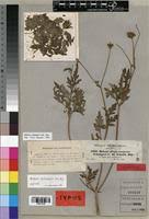 Image result for Bidens schimperi