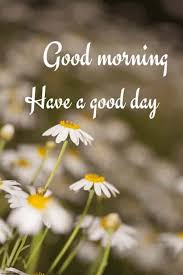 Hd Wallpaper Of Flower Morning Good Morning Images Good Morning Greetings Morning Pictures