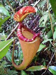 Check spelling or type a new query. Gambar Flora Dan Fauna Indonesia Alamendah S Blog