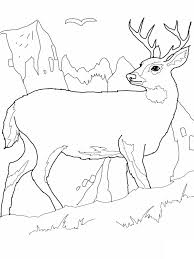 Blacktail mule deer coloring page from mule deer category. Free Printable Deer Coloring Pages For Kids