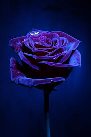 We did not find results for: Rosy Magic Purple Roses Beautiful Flowers Beautiful Roses