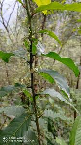 Image result for Gymnosporia glaucophylla