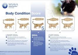 Give your pregnant cat unlimited access to kitten food, as well as a supply of fresh drinking water. How Much Should I Feed My Cat The Conscious Cat