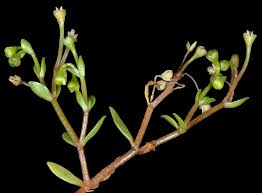 Image result for Montiniaceae