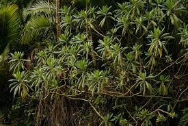 Image result for Solanecio cydoniifolius