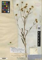 Image result for Aspilia ciliata