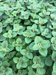 Image result for Origanum