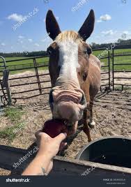Funny Horse Eating Apple Stockfoto 2619553519 | Shutterstock