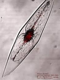 Image result for Dissotis falcipila