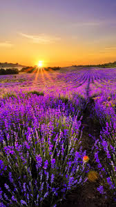 Lavender World Iphone 6 Plus Wallpaper Beautiful Landscapes Nature Wallpaper Beautiful Nature