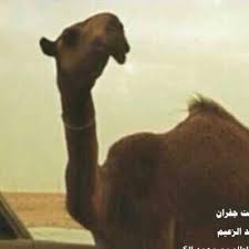 قصيد الأبل Smhaljnaib Twitter