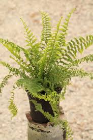 Image result for Nephrolepis exaltata