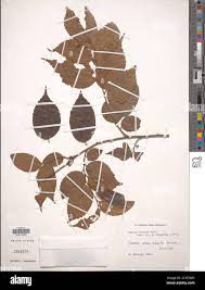 Image result for Celtis tetrandra