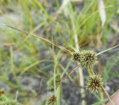 Image result for Cyperus margaritaceus