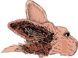 Image result for scabies rabbits ears
