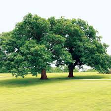Image result for Quercus