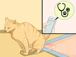 You can get one of those sustainable self cleaning litter boxes like the litter. 3 Ways To Clean A Litter Box Wikihow
