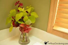 Find the spot that has the right amount of light. Overwintering Coleus Winter Care Tips For Your Coleus Plants