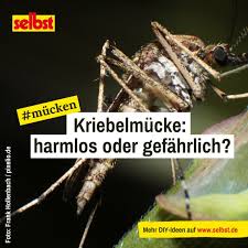 Kriebelmucke Selbst De In 2020 Hausmittel Gegen Mucken Hausmittel Schadlinge