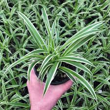 Image result for Chlorophytum pauper