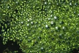 Image result for Wolffia arrhiza