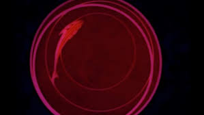 Unofficial Morphine Top Floor Bottom Buzzer Craig J Clark Editor Videostatic