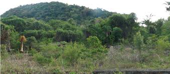 Image result for Erythroxylum platycladum