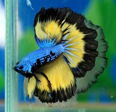 Aquabid Com Halfmoom Betta Auctions Mon Nov 24 22 46 56 2014 Betta Fish Betta Halfmoon Betta