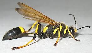 All Black Bug That Looks Like A Wasp Sceliphron Caementarium Black And Yellow Mud Dauber Insects What A Beautiful World Mammals