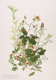 Image result for Pavetta rwandensis