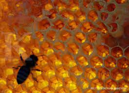 Sedangkan batuk kering merupakan batuk yang tidak mengeluarkan dahak. Ini Obat Herbal Yang Ampuh Sembuhkan Batuk Kering