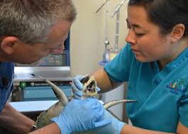 Sea turtles rescued off Cape Cod moved to Florida Keys