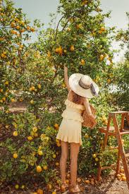 Free for commercial use ✓ no attribution required . A Breathtaking Lemon Tree Lemon Orchard Amalfi Coast Italy Sicily Yellow Aesthetic Pastel Summer Aesthetic Italy Aesthetic