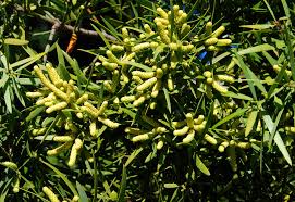 Image result for Afrocarpus falcatus