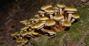 Ingredienti e procedimento, calorie e cose da sapere. Funghi Chiodini Caratteristiche E Ricette Greenstyle