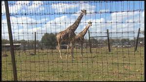 We Bought A Zoo New Owners Plan To Keep Iconic Bayou Wildlife Zoo Open In Alvin Wildlife Zoo Wildlife Park