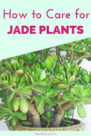 How To Care For A Jade Plant Natalie Linda Jade Plants Plants Planting Succulents