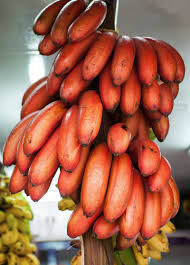 Image result for Musa acuminata