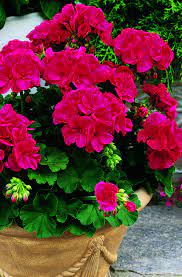 Cherry Rose Americana Geranium Geranium Plant Geraniums Beautiful Flowers