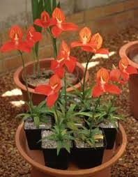 Image result for Disa zimbabweensis