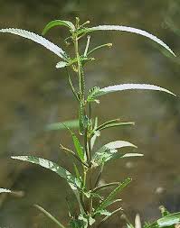 Image result for Corchorus schimperi