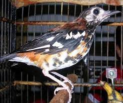 Terbaru burung anis kembang bahan best seller: 5 Ciri Burung Anis Macan Jantan Di Lihat Dari Segi Fisik Yang Akurat Kicau Mania