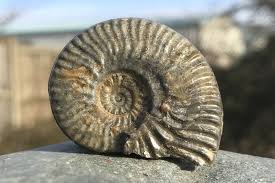 Image result for ammonite fossil