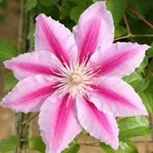Image result for Clematis pulchra