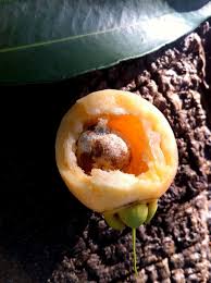 Syzygium (gaertn.) é um gênero botânico pertencente à família myrtaceae. Come Se Jambo Amarelo Jambo Cheiroso Jambo Rosa Rose Apple