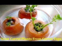 More images for how to plant carrots without seeds » How To Grow Carrot Plant From Carrot Tops To Yield Seeds Youtube