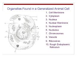 Animal cells organelles and functions. Cell Structure And Function The Basic Unit Of