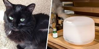 But because the liver is involved in many other bodily processes, you should also watch out for symptoms. Essential Oils Danger For Cats Warning Signs To Look For